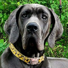 Riviera - Great Dane