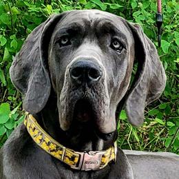Riviera - Great Dane