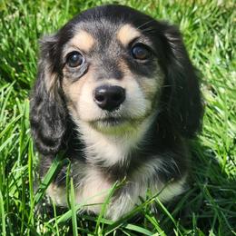 Fava-2700 Pet - Black and cream female Dachshund puppy in Mount Sherman, Kentucky from Kaleidoscope Dachshunds and Whippets
