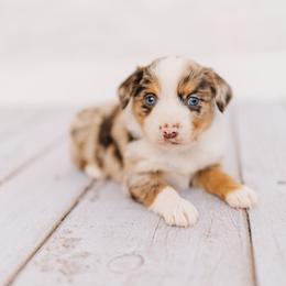 Judy hops - Red merle female Miniature Australian Shepherd puppy in Enoch, Utah from Twisted H Aussies