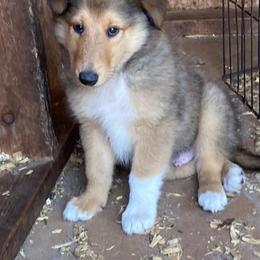 Fonzi - Sable and white male Collie puppy in Yulee, Florida from Three Collie Farm