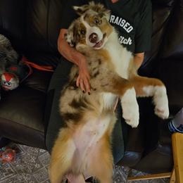 Australian Shepherd All Grown Up from Flowertown Aussies
