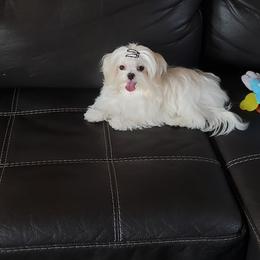 Maltese and Poodle All Grown Up from Maltese & poodle Lovers