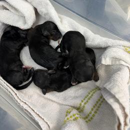 Dachshund puppies from Dixie Chic Frenchies & Dachshunds