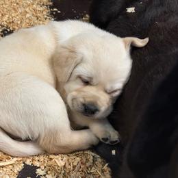 Jig - Yellow male Labrador Retriever puppy in Lenoir, North Carolina from Wooten Retrievers