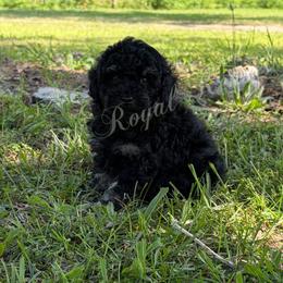 Boy 2 - Phantom male Poodle puppy in West Plains, Missouri from The Royal Kennel