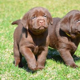 Labrador Retrievers from Willcare