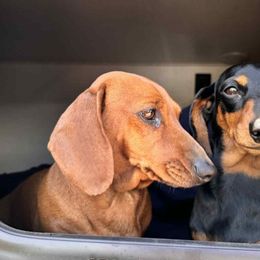 Lily - Dachshund