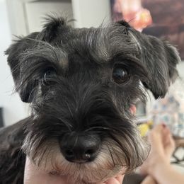 Remy - Miniature Schnauzer