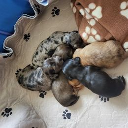 Dachshund Puppies from Harris Hugs and Wiener Wiggles