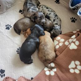 Dachshund Puppies from Harris Hugs and Wiener Wiggles