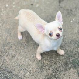 Nilla - Fawn female Chihuahua puppy in Indianapolis, Indiana from London Rouge Chihuahuas