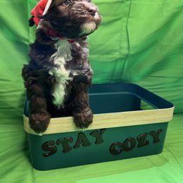 Poodle and Schnoodle Puppies from Royal Crown Keeper LTD