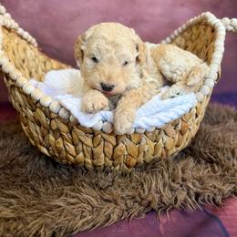 Humpty Dumpty - Apricot male Goldendoodle puppy in Grove, Oklahoma from Guinn Family Farms