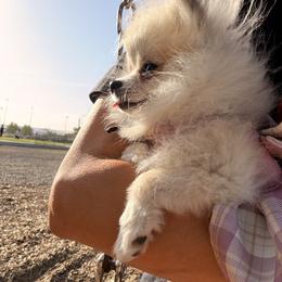 Pomeranian All Grown Up from Polina's Poms