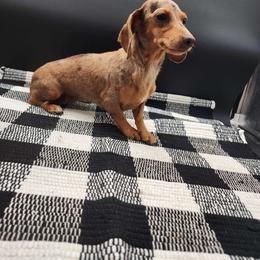 Honey - Dachshund