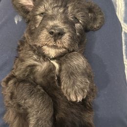 Bedlington Terrier Puppies from Barbos Heart