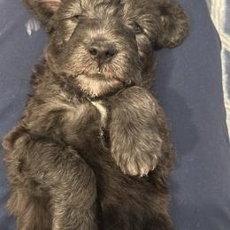 Bedlington Terrier Puppies from Barbos Heart
