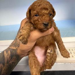 Avery - Apricot female Poodle puppy in Oak Lawn, Illinois from Pawfect Pets