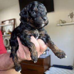 Boy 4 - Black male Poodle puppy in Dallas, Texas from Infinity Poodles