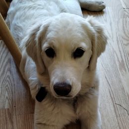 Lady - Light golden female Golden Retriever puppy in Pleasant Hill, Missouri from KCs Golden Dream