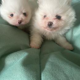 Pomeranian puppies from Florida Frenchies By the Sea, LLC