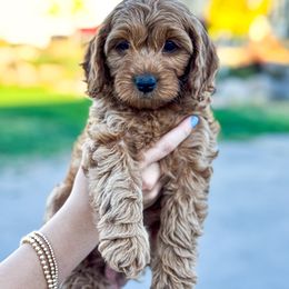 Yankee - Red male Cavapoo puppy in Woodland Hills, Utah from The Fairy Paw Mother