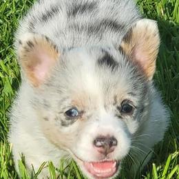 American Corgis and Pembroke Welsh Corgis from Triple B Bayou Corgis