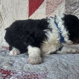 Bernedoodle Puppies from Joyful Pastures Homestead