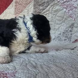 Bernedoodle Puppies from Joyful Pastures Homestead