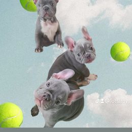 French Bulldogs from Alfia's French Bulldogs