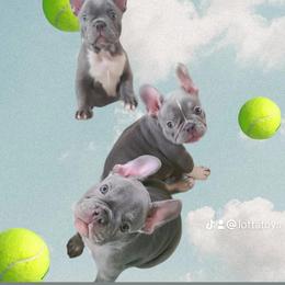 French Bulldogs from Alfia's French Bulldogs