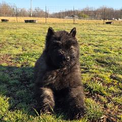 Maple - Brindle female Bouvier des Flandres puppy in Drury, Missouri from Black Bears Critters
