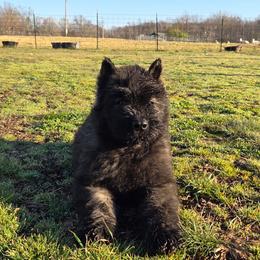 Maple - Brindle female Bouvier des Flandres puppy in Drury, Missouri from Black Bears Critters