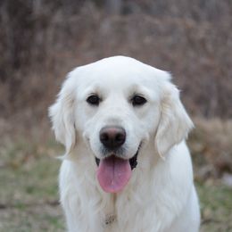 Akela - Golden Retriever