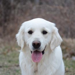 Akela - Golden Retriever