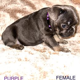French Bulldog Puppies from Copa Frenchies