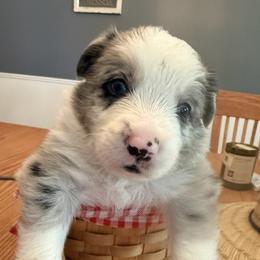 Border Collie Puppies from Janese's Border Collies