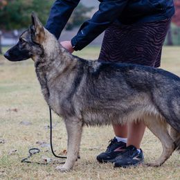 Australian Cattle Dogs and German Shepherds from Flying D Kennels