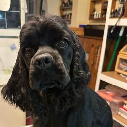 Fefe - Cocker Spaniel