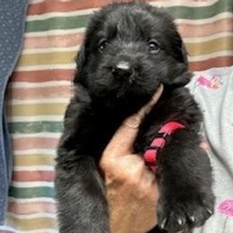 Boy 3 - Black male German Shepherd puppy in Valley Springs, South Dakota from Von Pasch German Shepherds