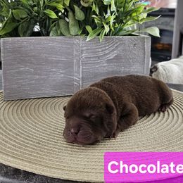 Chocolate Girl 2 - Chinese Shar-Pei puppy from CNY Shar Peis