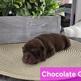 Chocolate Girl 2 - Chinese Shar-Pei puppy from CNY Shar Peis