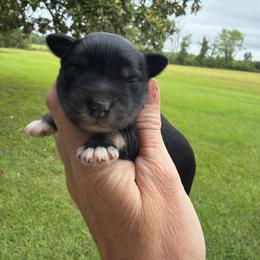 Cove - Black male Miniature Schnauzer puppy in Silver Creek, Mississippi from Mamie’s Minis, LLC