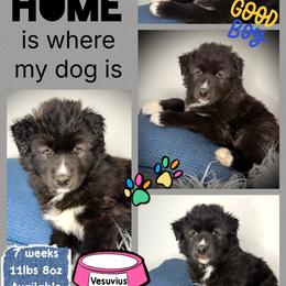 Vesuvius - Black and white male Siberian Husky puppy in Florence, Kentucky from Moonlight Howl Huskies