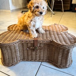 Poodle Puppies from Red Mini Poodles AZ