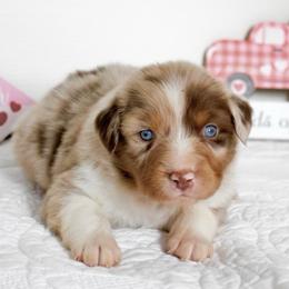 Red Merle Boy 1 - Red merle male Miniature Australian Shepherd puppy in Burkesville, Kentucky from Bline’s Awesome Aussies & Doxies at the Bline Family Farm