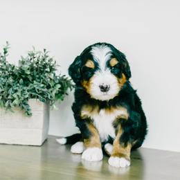 Ferdinand - Tri-color male Bernedoodle puppy in Spanish Fork, Utah from K Brand Doodles