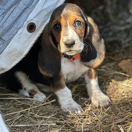 Bright orange collar female - Black brown and white female Basset Hound puppy in Lindley, New York from Hill Top Basset Hounds & Cane Corso