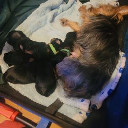Silky Terrier puppies from Fur-Ever Friends